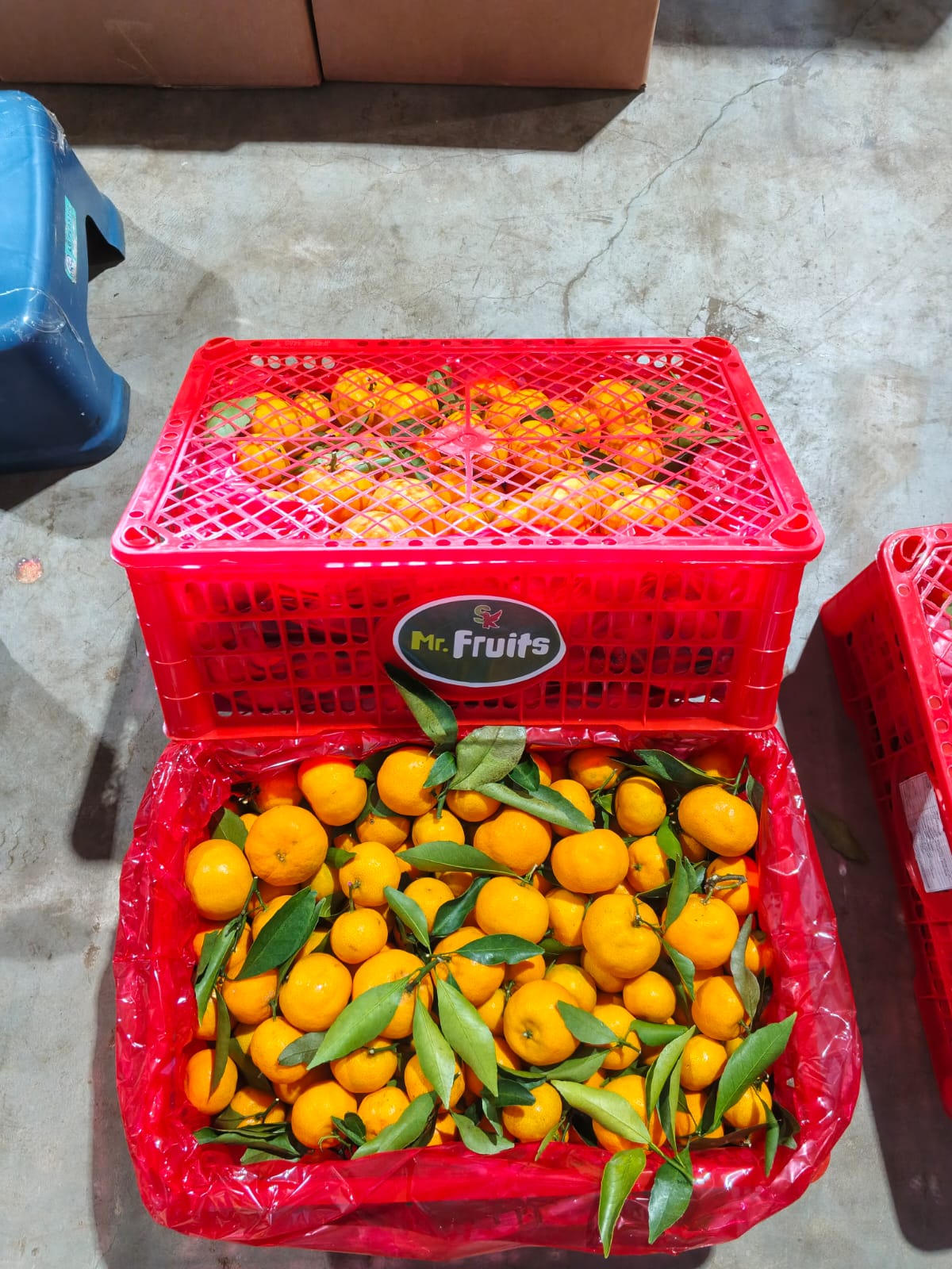 Produk Lush Daily #109