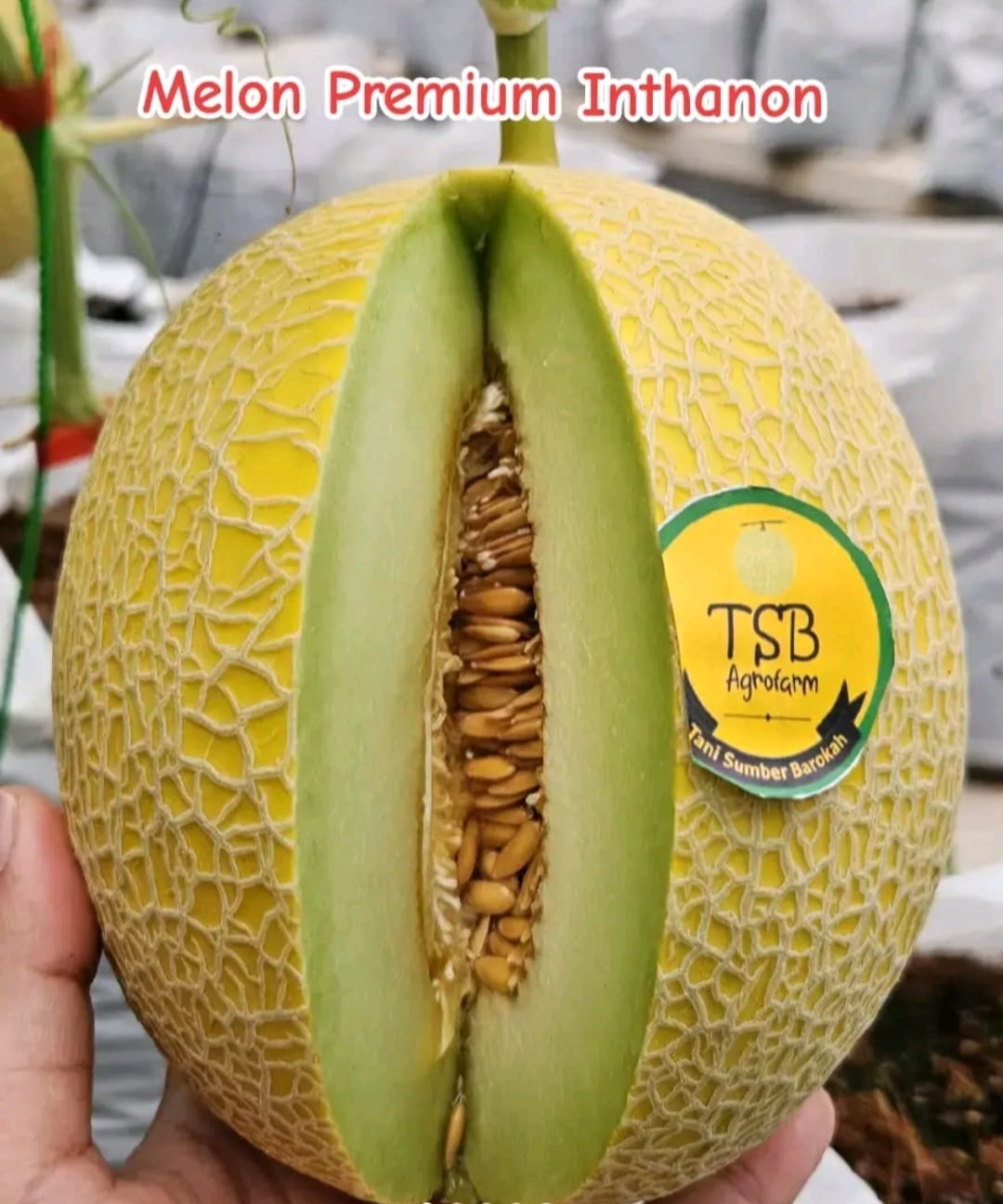 Produk Lush Daily #2