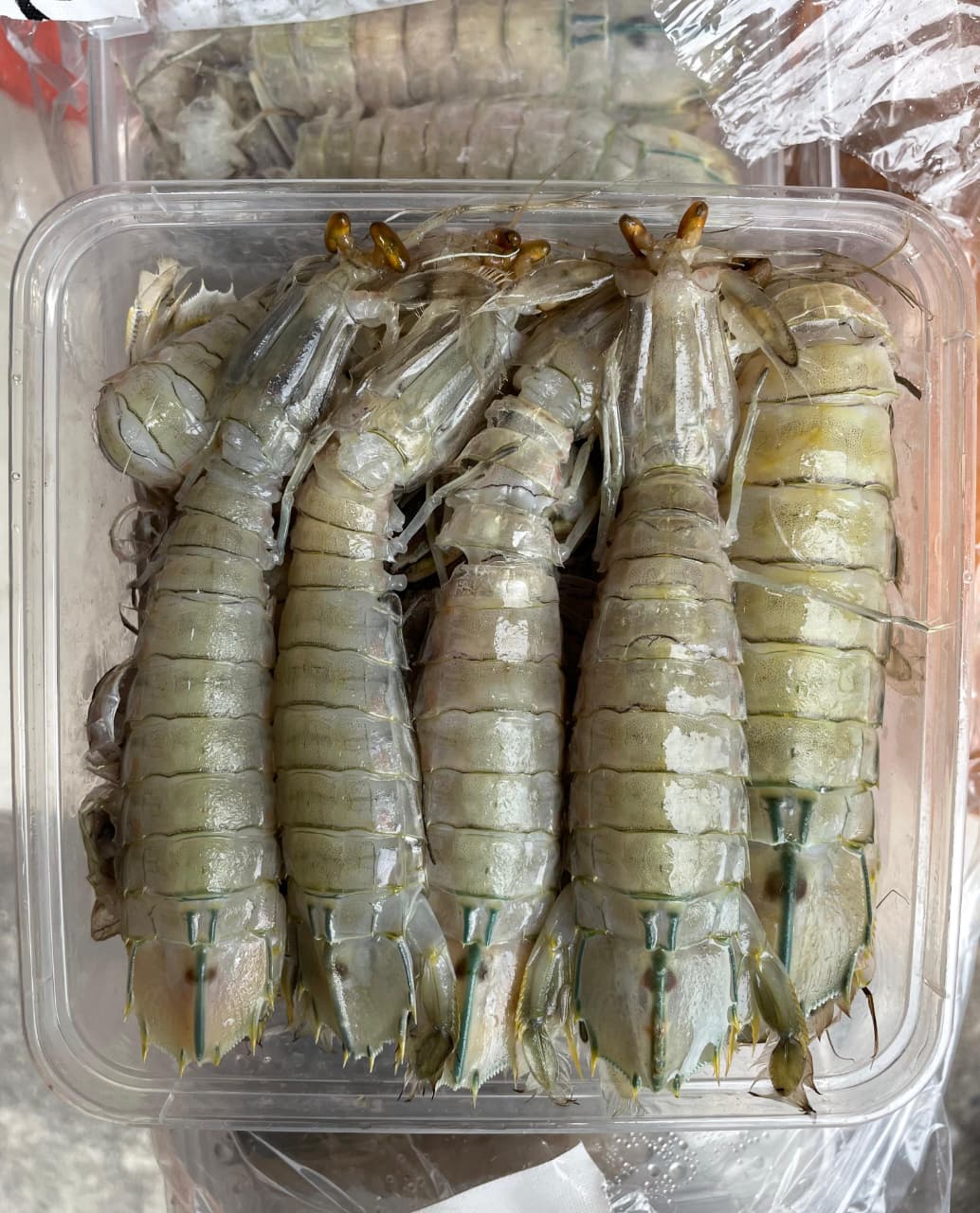 Produk Lush Daily #64