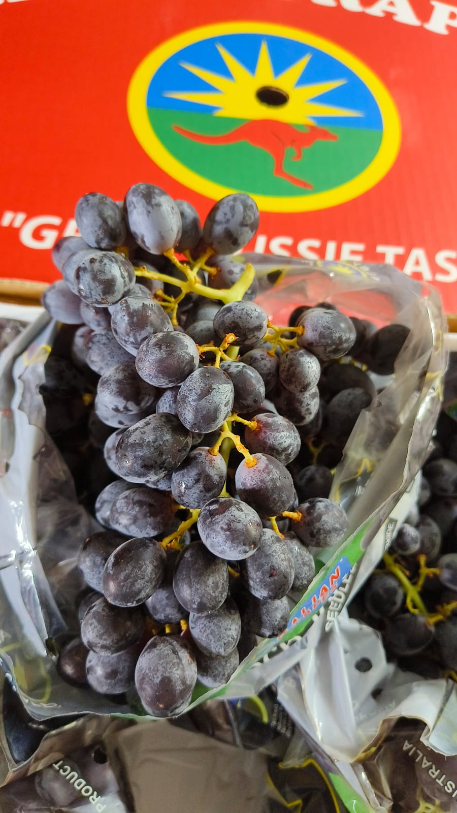 Produk Lush Daily #70