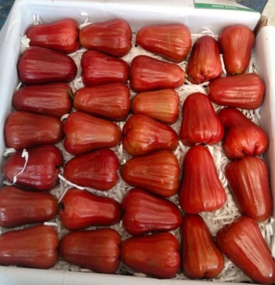 Produk Lush Daily #76