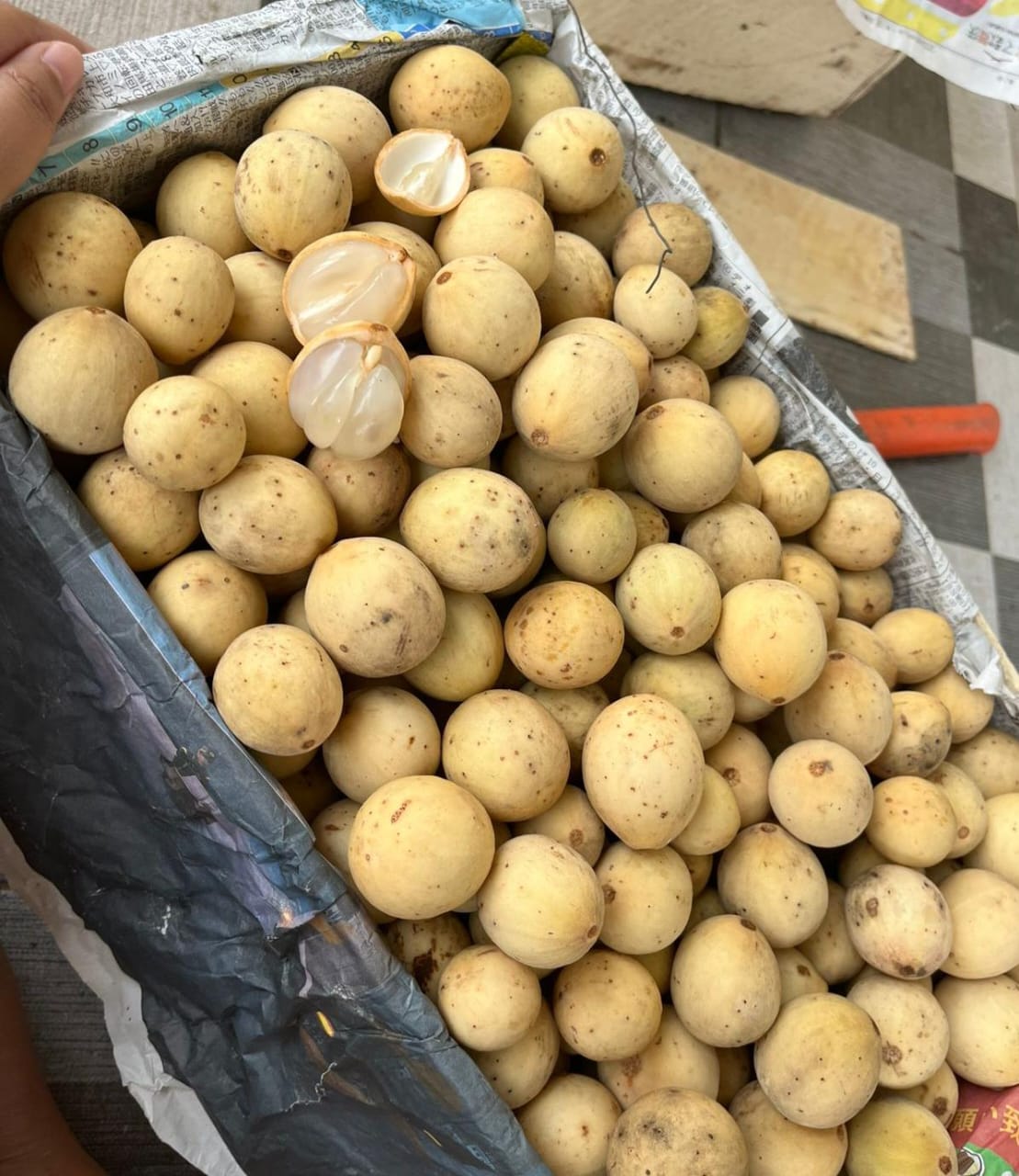 Produk Lush Daily #77