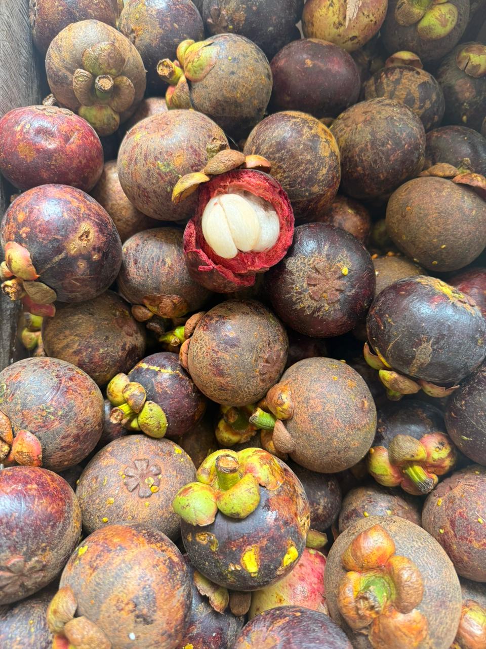 Produk Lush Daily #79